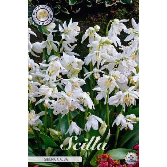 Rysk blåstjärna-Scilla siberica 'Alba' 15-pack